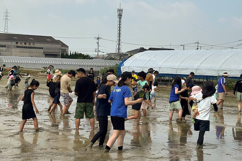 多くの家族連れや若者が参加する、賑やかな田植え体験イベントの全景。皆が素足で田んぼに入り作業を楽しんでいる。