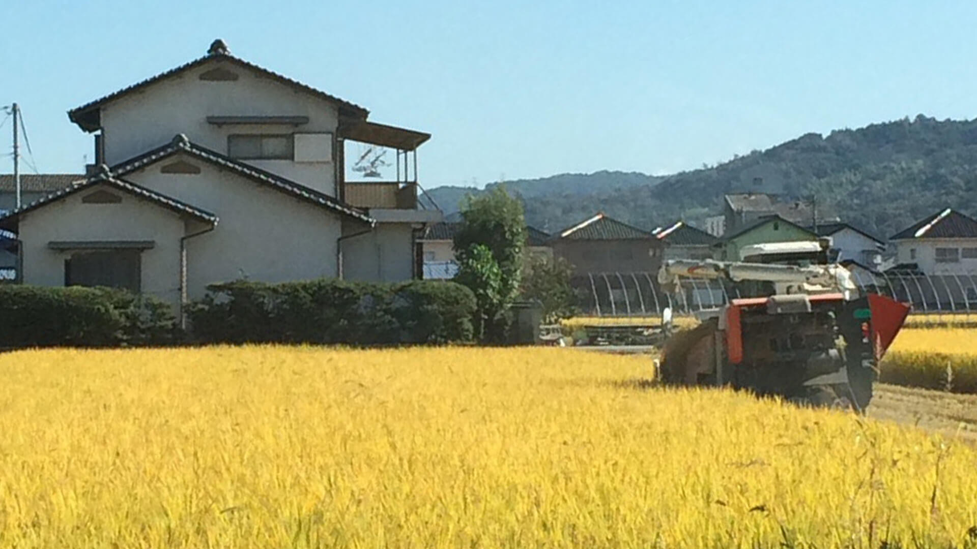 黄金色に実った田んぼで収穫作業を行うコンバイン