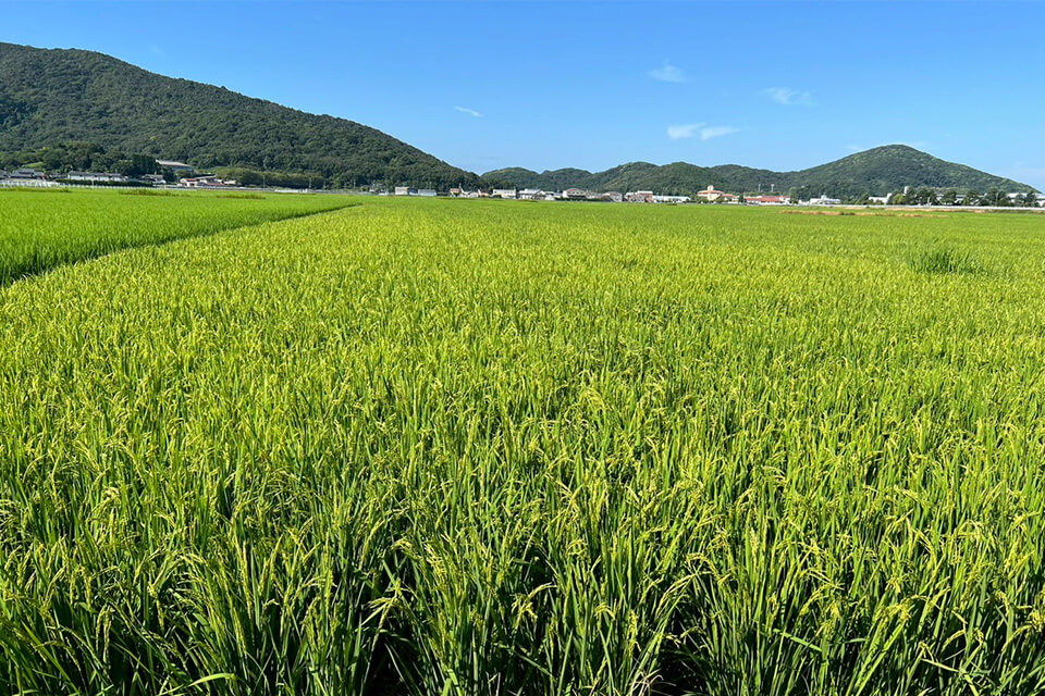 晴天の下に広がる、青々と育った広大な水田の風景。